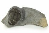 Detailed Hollardops Trilobite Fossil - Ofaten, Morocco #345167-2